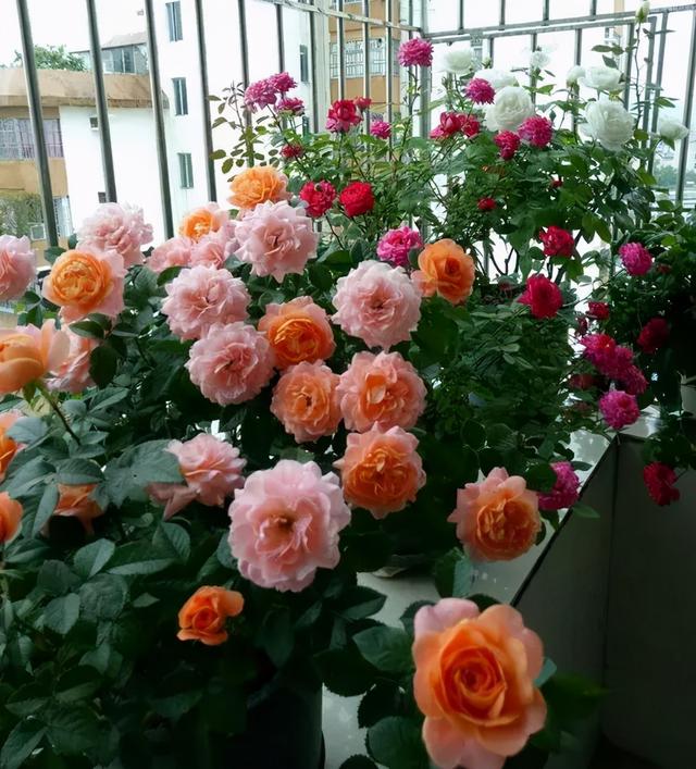 代表富贵吉祥寓意的花，代表富贵吉祥寓意的花朵（到底哪些花是“招财”花）