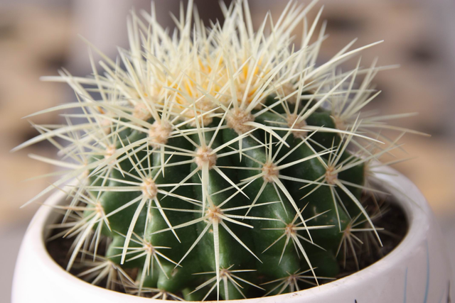 仙人掌的花语，没了营养它咋活（仙人掌的英语怎么说）