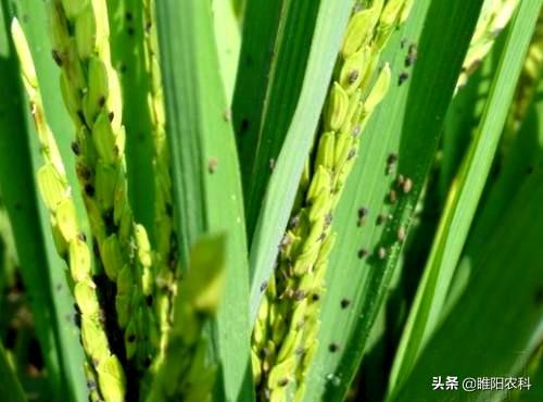 害虫的危害和防治方法，防治蚜虫、粉虱、飞虱最经典的药剂