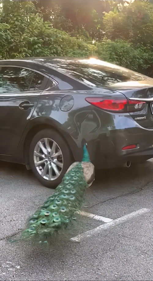 孔雀吃什么食物，孔雀吃什么食物为主（车停在路边吸引了孔雀）