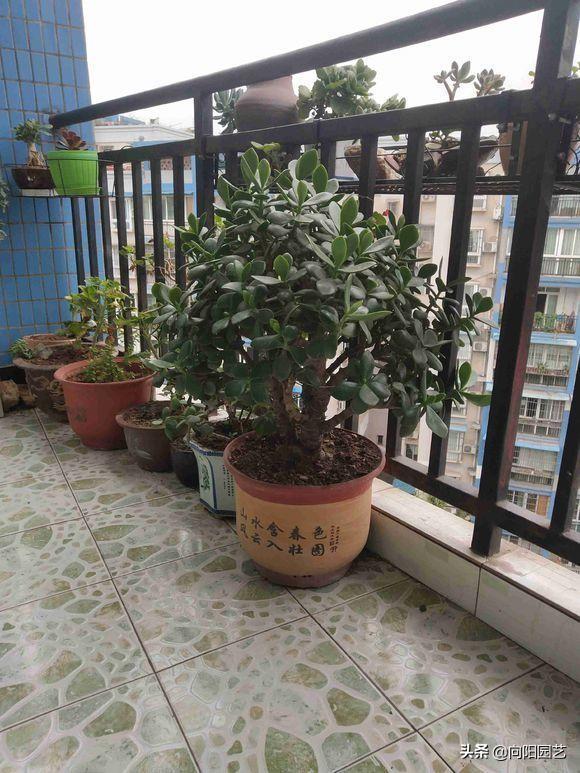 植物胖娃娃是否有毒能在屋里养吗,植物胖娃娃可以放在卧室吗(玉树养成