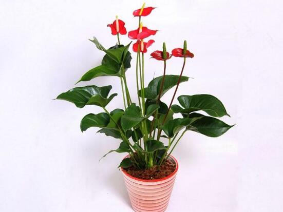 红掌有哪些品种，红掌有哪些品种名称（红掌品种图片大全）