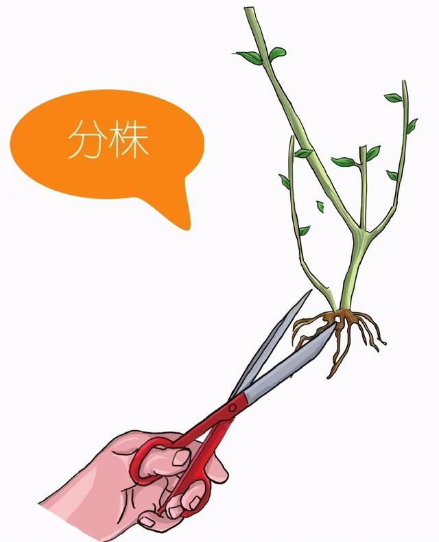 玫瑰要怎么养才长得好，难在正确的栽种方法与步骤