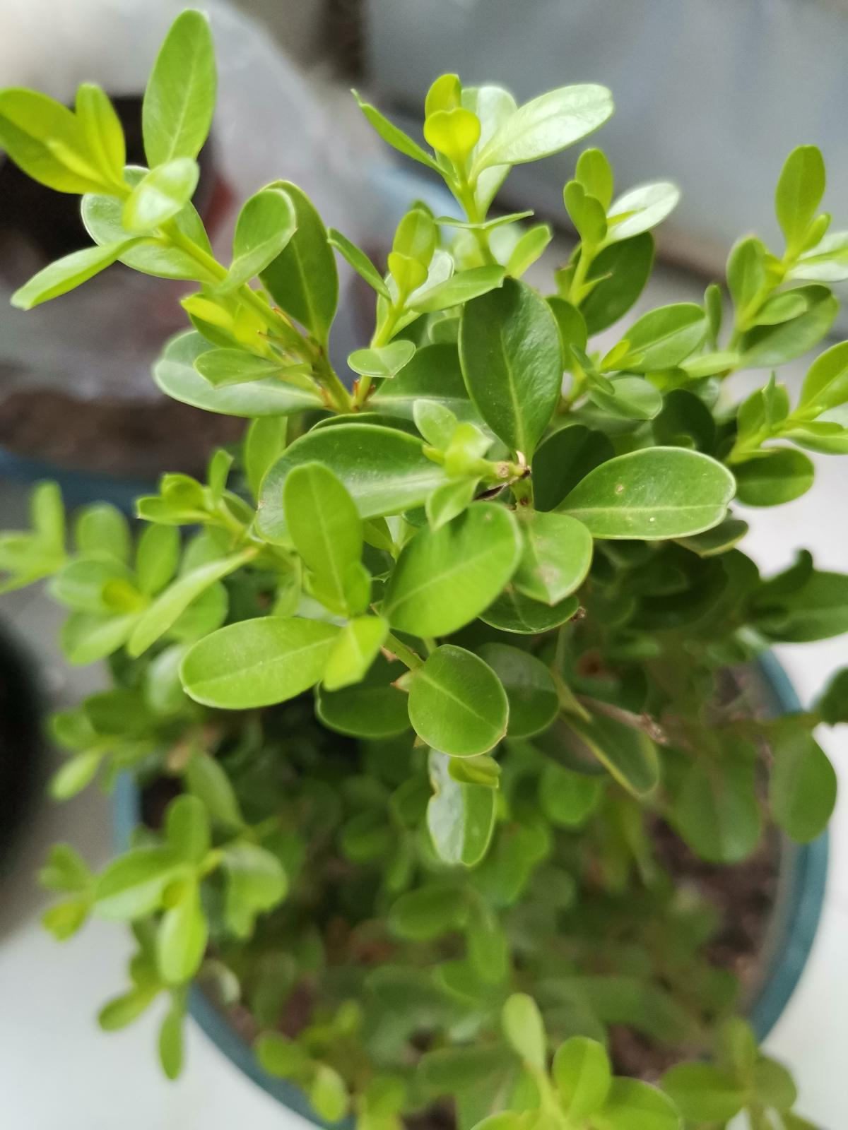 有香味的花(哪些花香味比较好闻)