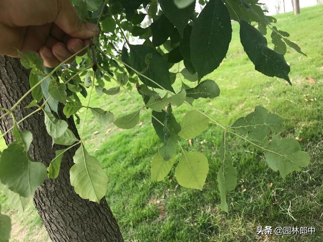 韧皮部是树的哪个部位，韧皮部在树的什么部位（白蜡树树干上有很多虫孔）