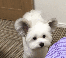 马尔济斯犬掉毛吗，马尔济斯掉毛吗（听我的，千万不要养马尔济斯）