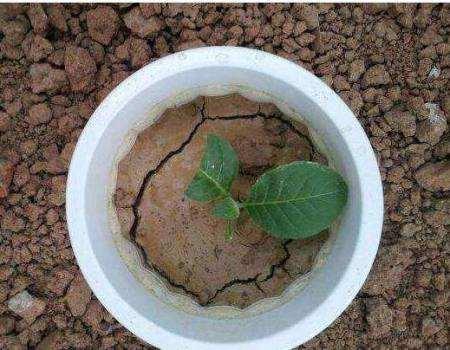 松松土，影响根系呼吸就学“这几招”松土（松松软软的意思）