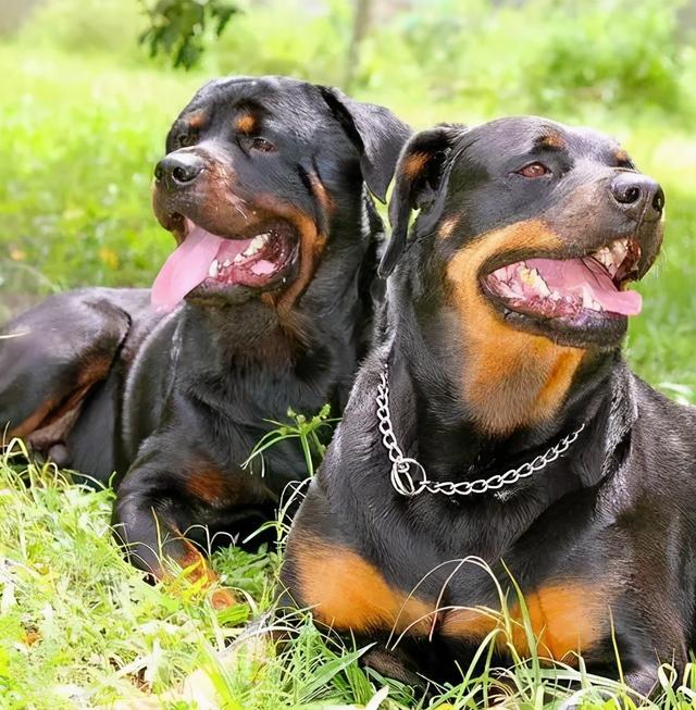 最认主人的狗排名，最认主人的狗排名是怎样的（它们一生只认一位主人）