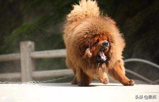 世界上什么狗最贵，世界上最贵的狗有哪些（世界最贵的十个犬品种）