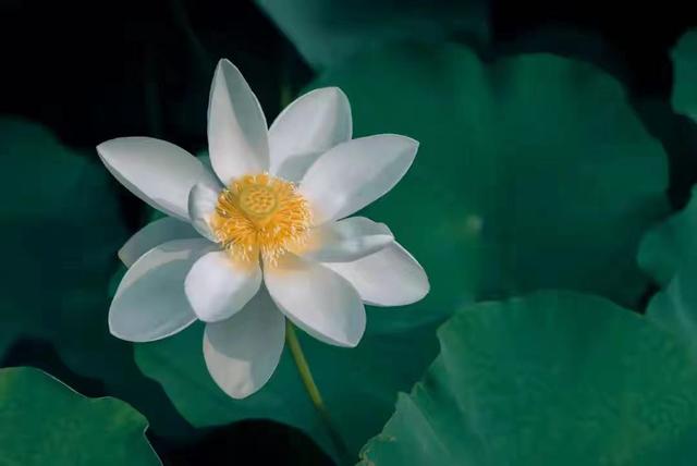 男人拖着不分手的原因，男人冷淡拖着不提分手（为什么男人不爱你）