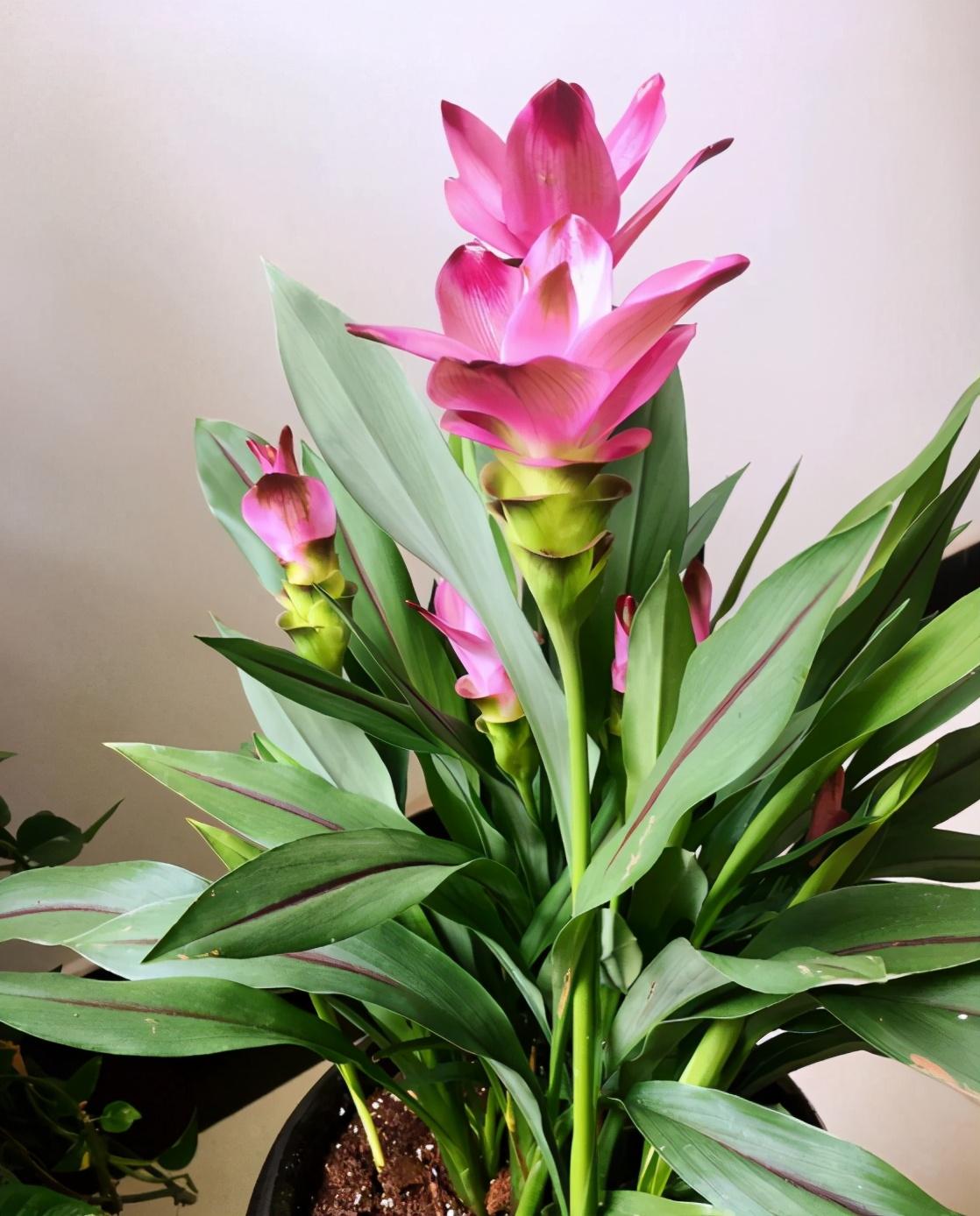 姜荷花开花香吗(阳荷姜开花吗)-柯彬网