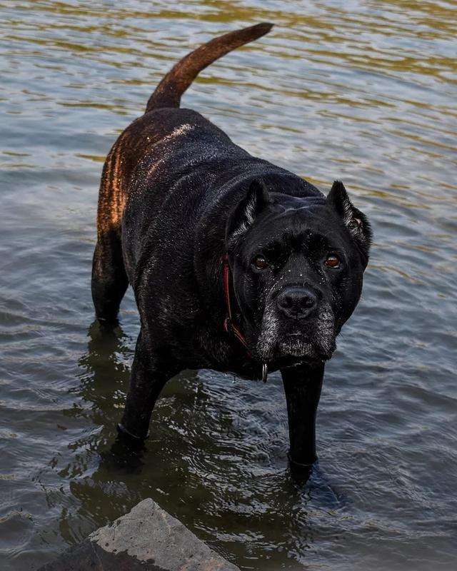 狗狗长耳朵短尾巴这是什么狗狗，长耳朵短尾巴是什么狗图片（专治看狗就说：那个啥狗来的）