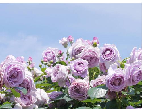 玛格丽特王妃月季，玛格丽特王妃花苞（最值得养的“月季”）