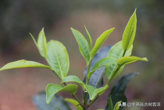 什么是乔木普洱茶，乔木普洱茶有哪些（<产地、形态特征、生长环境>）