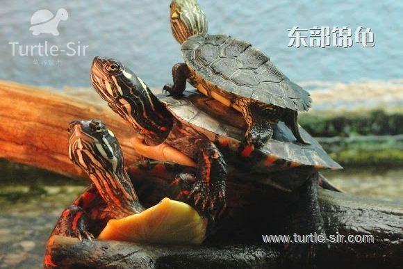 龟一般冬眠多久好，乌龟冬眠后开春快速开食技巧