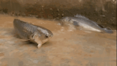 翻山越岭的动物是什么，翻山越岭打一生肖（“逆天狂徒”过山鲫）