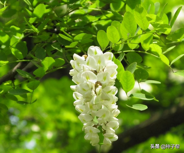 刺槐价格及种植造林技术介绍，刺槐价格及种植造林技术介绍图片（刺槐常被称作是“吉祥树”）