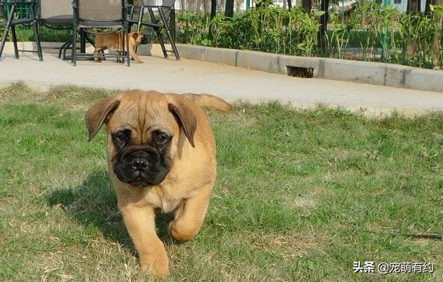 斗牛獒犬，獒犬的力量及速度于一身（斗牛犬价格）