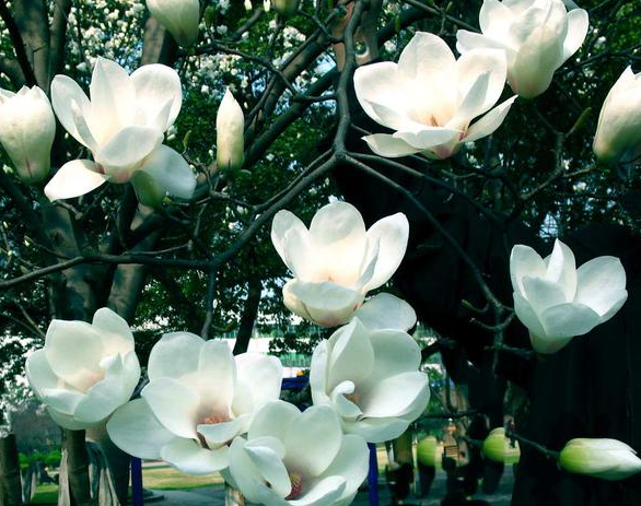 盆栽白玉花怎么养，盆栽白玉兰花的养殖方法（叶片四季常绿、开花讨喜）