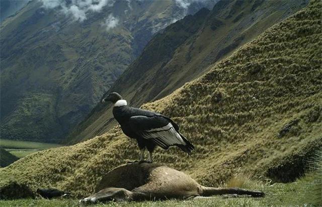 安第斯神鹫吃什么，安第斯神鹰吃狮子（秘鲁出现世界上最大的猛禽神鹫）