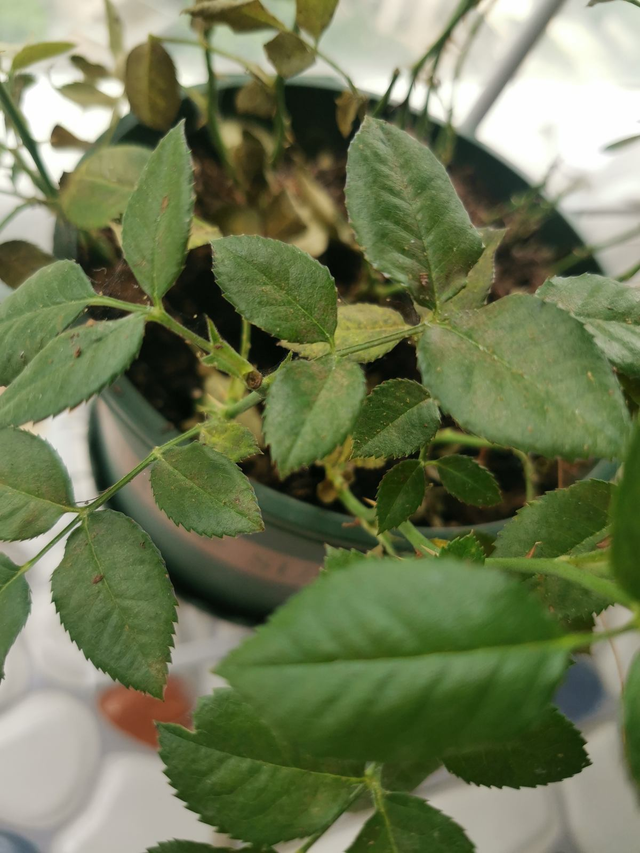 小黑飞虫用什么消灭6个方法消灭小黑飞