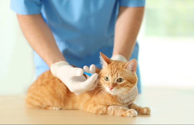 小猫的饲养教程，小猫咪怎么饲养（掌握这5点，养好猫咪并不难）