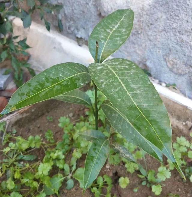 芒果种子怎么种，一个夏天就能长成小树苗
