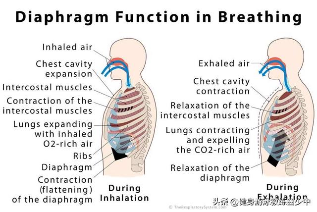 肺泡表面张力在呼吸过程中的变化，游泳运动呼吸全面解析