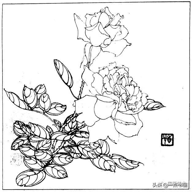 简笔画报花名：手绘铅笔画“白杜鹃花”画法，简笔画报花名（百花苑——白描百花分享<一>）