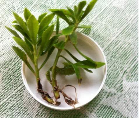 什么人不能吃救心菜，救心菜对肾不好（这野草是农民的“救命菜”）