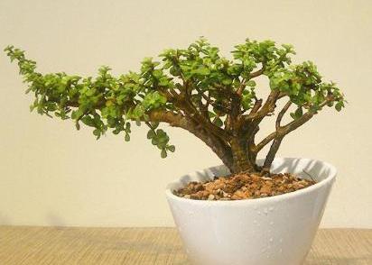 金枝玉叶如何造型，金枝玉叶盆景造型剪枝方法（金枝玉叶要塑形）