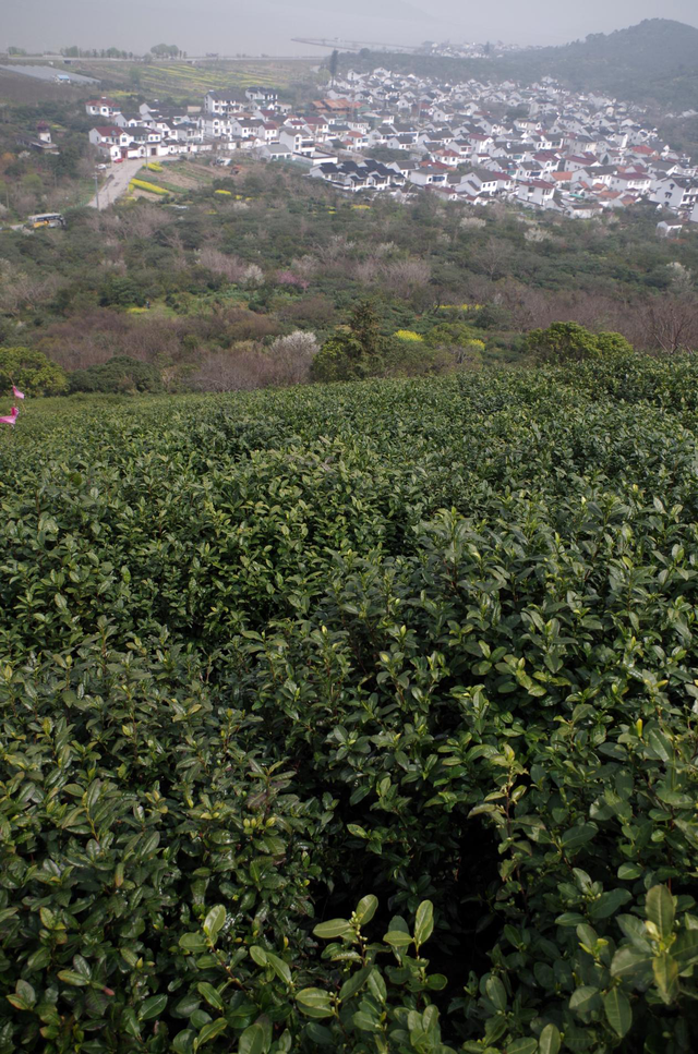 碧螺春属于什么茶，碧螺春属于什么茶类它的口感如何（一个东北爱茶人眼中的苏州碧螺春）