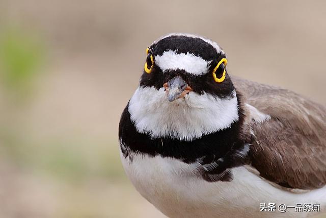 一个东一个鸟怎么读，一个东一个鸟怎么念（见过好多鸟名生僻字）
