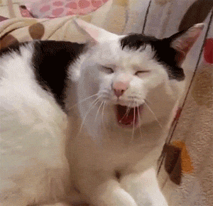 南美最小的猫科动物，南美林猫通体黑色变种（猫“打哈欠”的意思）