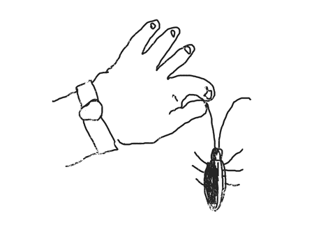 蟑螂的种类，蟑螂的种类及图片大全（这种活了4亿年的虫子能传染40多种疾病）