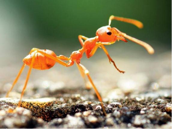 中国蚂蚁的种类有哪些，蚂蚁的种类什么我国就有600余种（而且动不动打群架）
