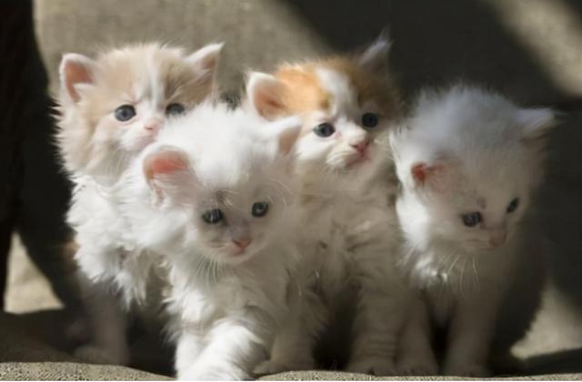 小猫怎么养，小猫怎么叫喵喵喵是什么歌（怎么养好一只小猫）