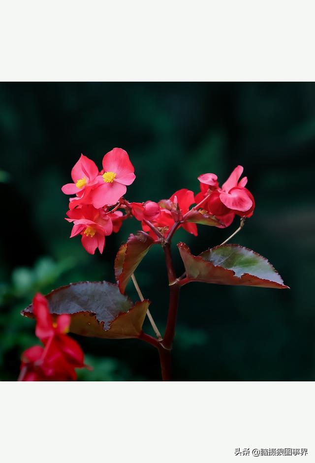 玻璃海象（玻璃海棠，这3个方法你用了吗（玻璃海棠长什么样）