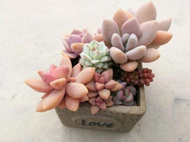 多肉十大美人系列，十大漂亮多肉（盘点盘点多肉界的“美人”们）