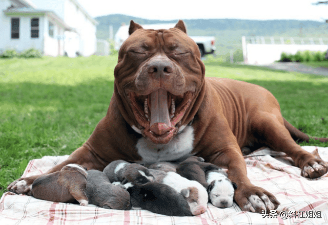 世界最大斗牛犬，世界上最大的斗牛犬是哪个品种（该狗重150斤）