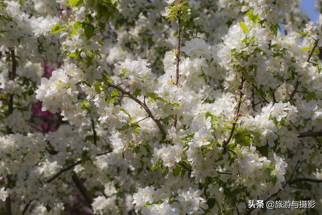 海棠花古诗美图38首