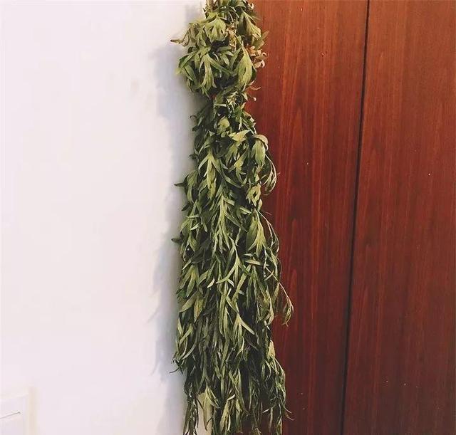 艾草能驱蚊子吗，艾草驱蚊吗（比花露水还管用）