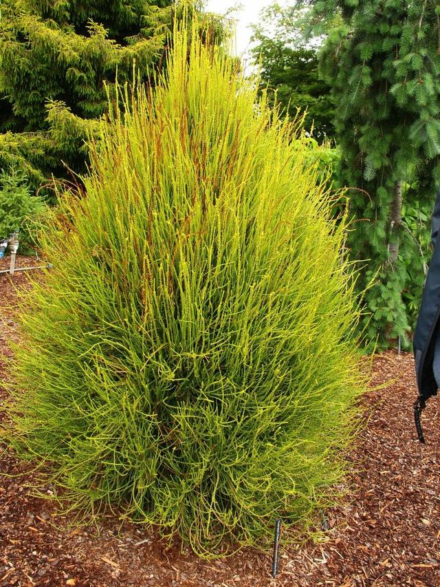 侧柏的特征特性及栽培技术，侧柏的养护与栽培管理（柏树的观赏品种可真多）