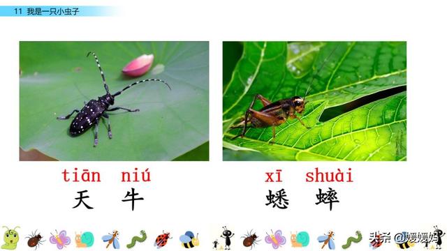 呀组词，呀的多音字组词（二年级下册语文课文11《我是一只小虫子》图文详解及同步练习）