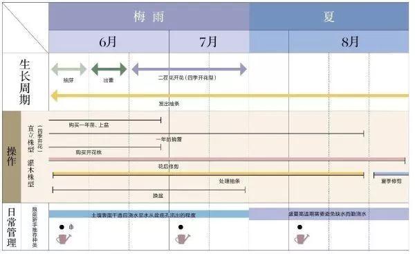 玫瑰月季花养殖方法，玫瑰月季的养殖方法（实用家庭玫瑰、月季种植新手入门养护术）