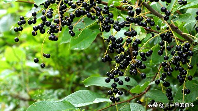 稠李，稠李树，盘点东北独有的野生水果（稠李树图片大全）