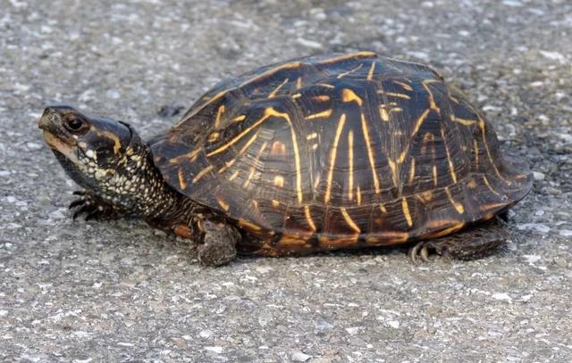 乌龟种类有哪些，乌龟种类有哪些品种（陆龟和水陆两栖龟区别）