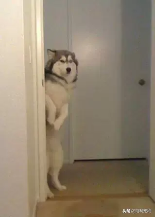 哈士奇和狼的区别有哪些，狼与哈士奇的区别（哈士奇与狼的区别）