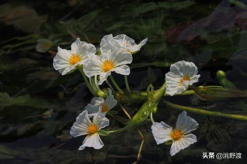 卖弄的近义词，卖弄的近义词有哪些（上联：水性杨花撸一把）