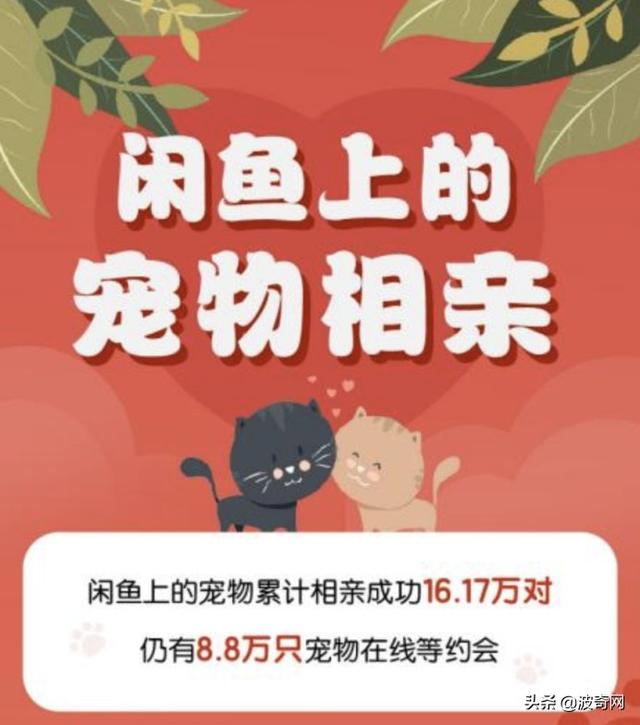 宠物婚介，从官园到闲鱼的“它相亲”蓬勃发展的细分市场